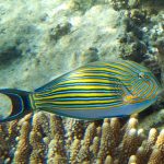 The Tourism Industry In Fiji