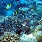 The Great Barrier Reef and Other Top Diving Destinations In Australia