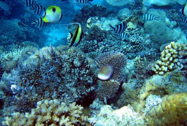 The Great Barrier Reef and Other Top Diving Destinations In Australia