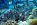 The Great Barrier Reef and Other Top Diving Destinations In Australia