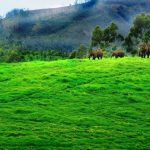 Exploring The Shopping Scenario Of Ernakulam