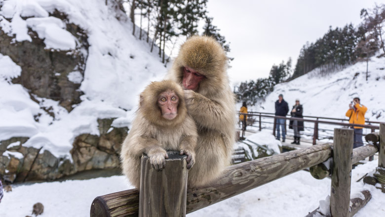 jigokudani-monkey-park