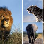 5 Best Wildlife Viewing Experiences Around The World