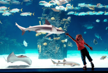 Shedd-Aquarium-Triphobo