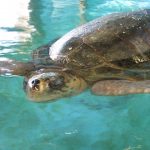 4 Wild Experiences in Jekyll Island, Georgia