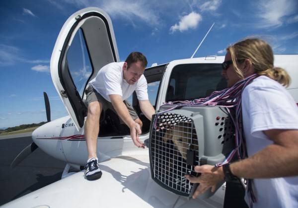 Volunteer Flights Match Destitute Pets With Willing Holders