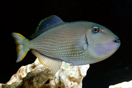 Things We Should Know About Marine Fish keeping