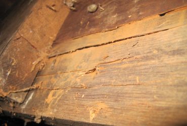 6 Common House Pests and Their Property Damage