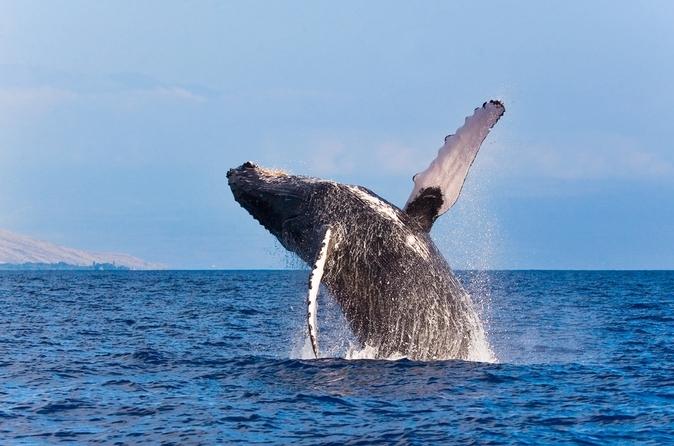 4 Of The Best Places In The World To Go Whale Watching
