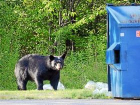 What You Should NOT Do If You Encounter A Bear On The Road