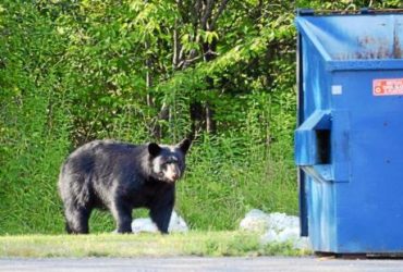 What You Should NOT Do If You Encounter A Bear On The Road