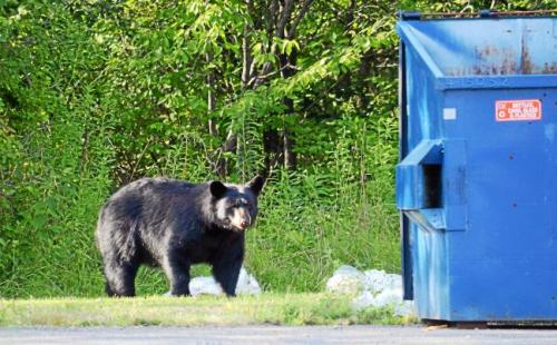 What You Should NOT Do If You Encounter A Bear On The Road