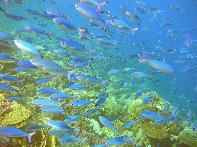 5 Reasons You Need To Try Diving