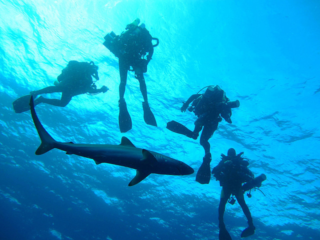 5 Reasons You Need To Try Diving