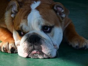 4 Ways To Keep Your Dog Cool This Summer