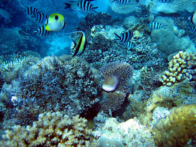 The Great Barrier Reef and Other Top Diving Destinations In Australia