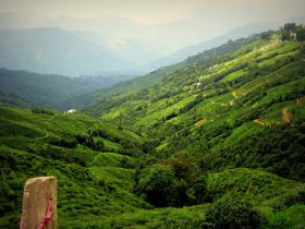 Darjeeling - Worth Every Penny Of Your Money and Every Second Of Your Time