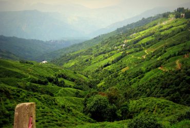 Darjeeling - Worth Every Penny Of Your Money and Every Second Of Your Time