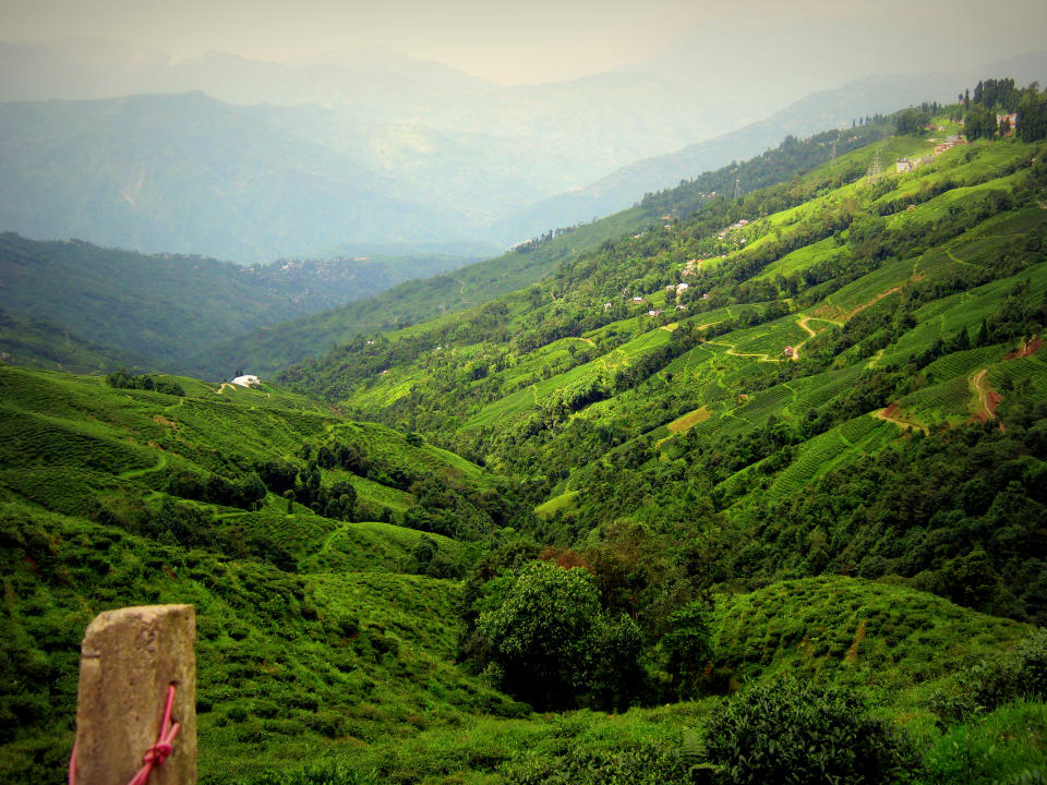 Darjeeling - Worth Every Penny Of Your Money and Every Second Of Your Time