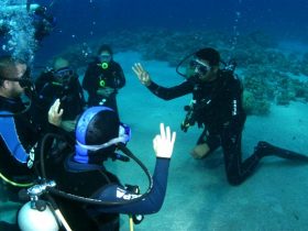 Learning To Dive In The Red Sea