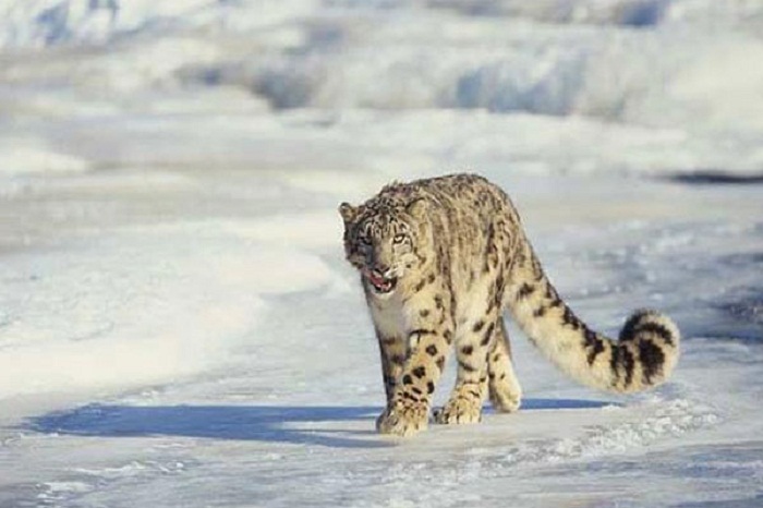 snow-leopard-ladakh