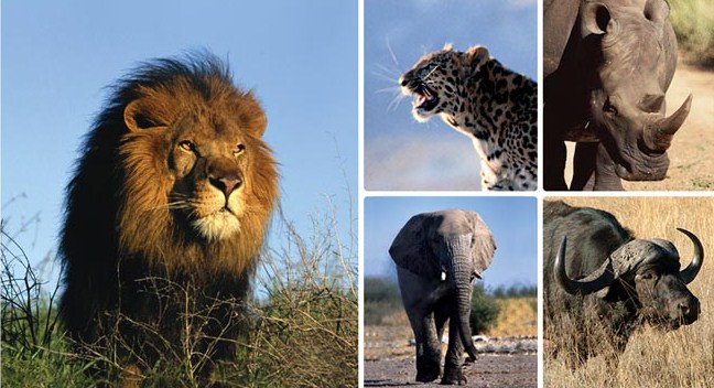 5 Best Wildlife Viewing Experiences Around The World