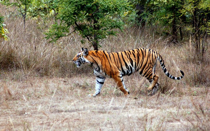 5 Best Wildlife Viewing Experiences Around The World