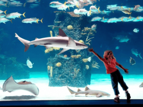 Shedd-Aquarium-Triphobo