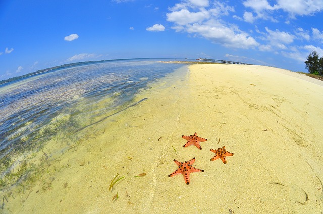 starfish beach