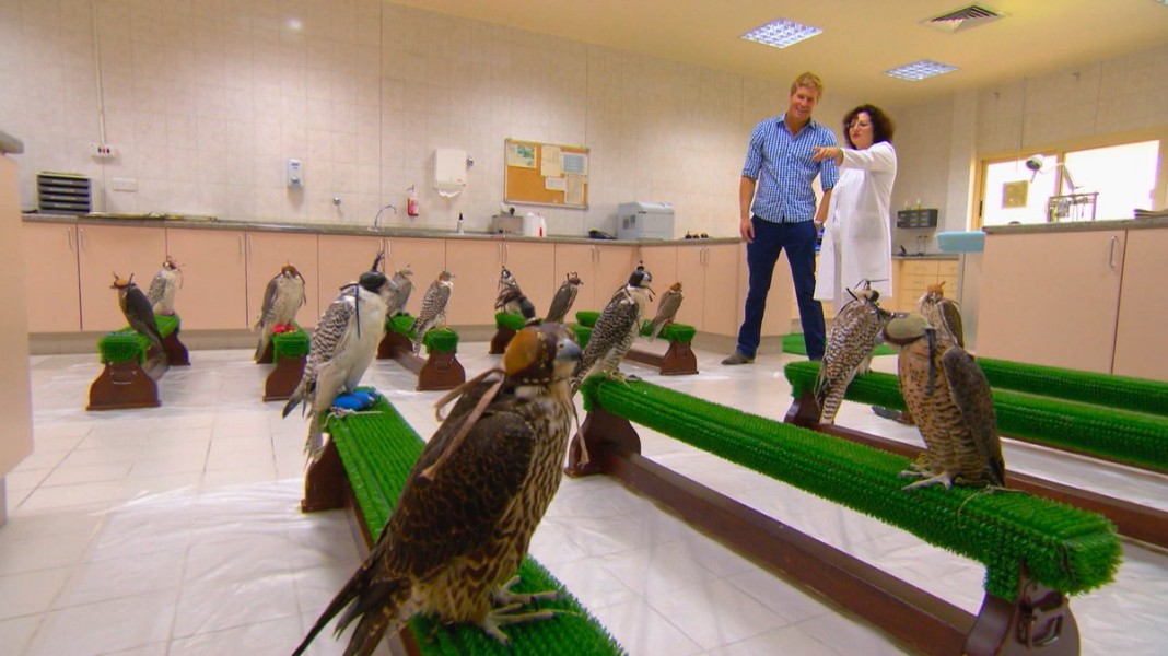 Falcon_Hospital_Abu_Dhabi_Tours_1