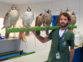 Falcon_Hospital_Abu_Dhabi_Tours_7