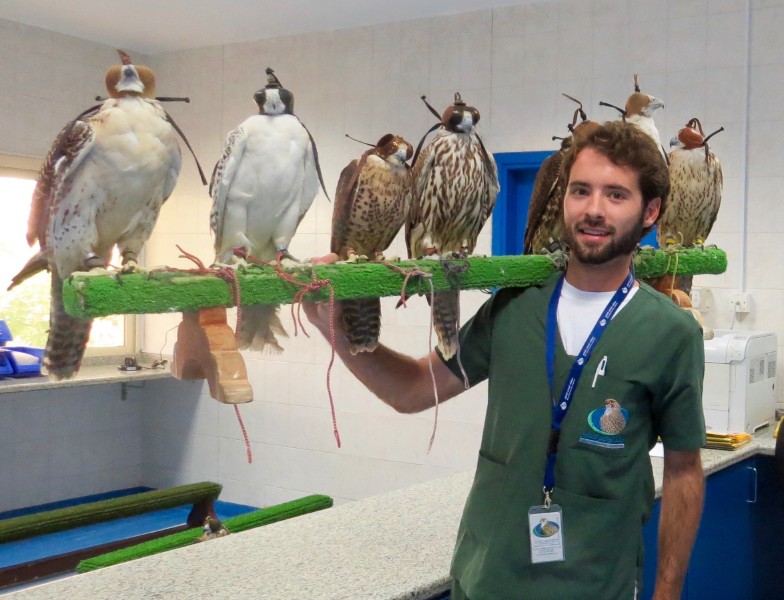 Falcon_Hospital_Abu_Dhabi_Tours_7