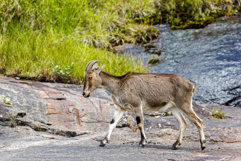 Are You Planning A Trip To Munnar?