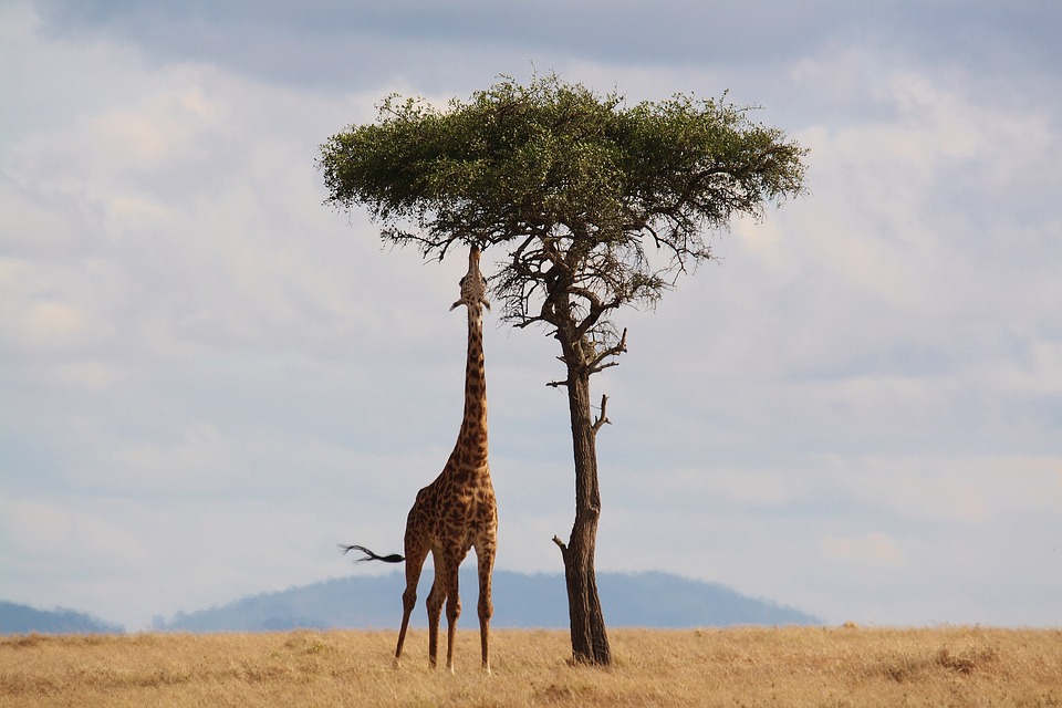Enjoy Your Tour To Kenya And Tanzania With These Pro Tips