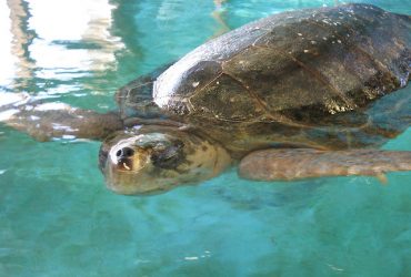 4 Wild Experiences in Jekyll Island, Georgia