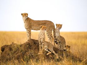 Top 4 Animal Conservancies In The World: Must-Go Destinations For Animal Lovers
