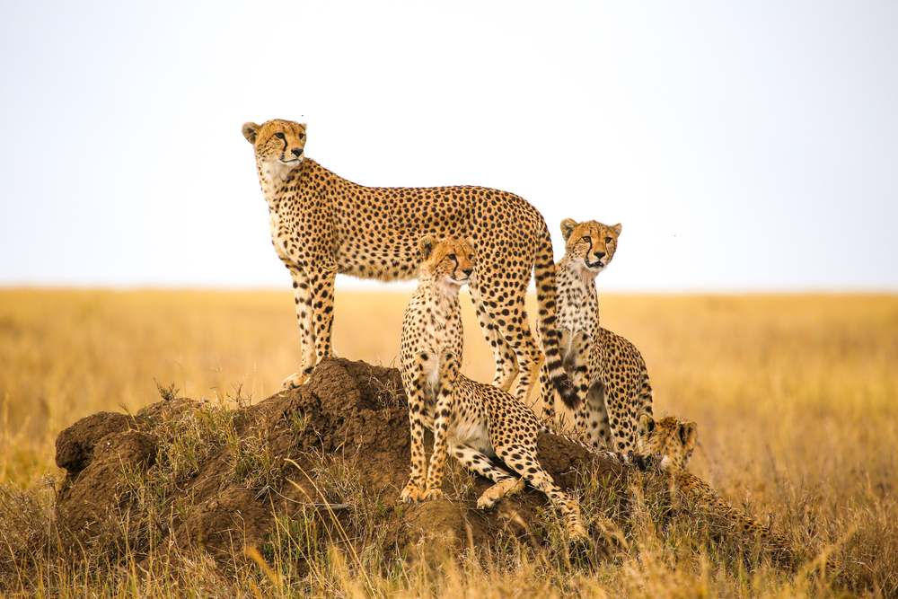 Top 4 Animal Conservancies In The World: Must-Go Destinations For Animal Lovers