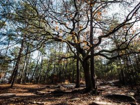 5 Outdoor Activities to Enjoy While in Norcross